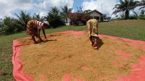 women farmers in 15 Gates drying rice on the sun
