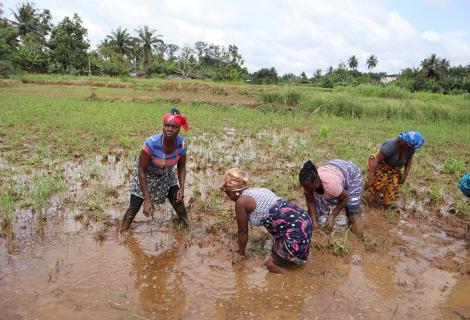 Women Rice farmers benefiting from the SADFONS project in Pleebo