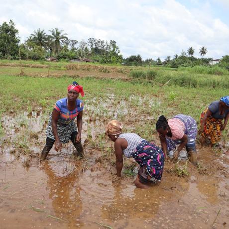 Women Rice farmers benefiting from the SADFONS project in Pleebo