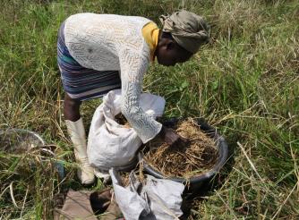 Hawa harvest rice at Zeleka rice farm Cooperative for the last time. In 2025 Kongo Mining will take over the farm for mining activities. 