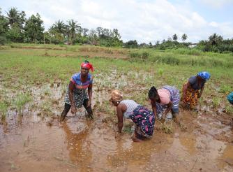 Women Rice farmers benefiting from the SADFONS project in Pleebo